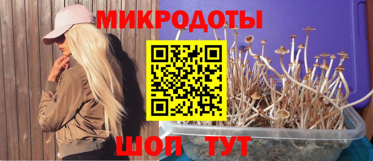 Междуреченск  Галлюциногенные грибы Psilocybe  Вход с VPN 
